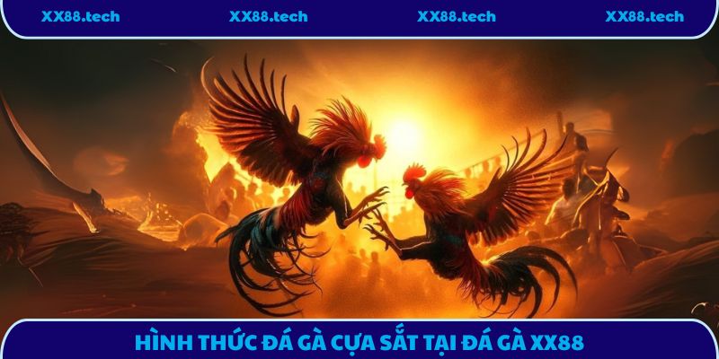 Hình thức đá gà cựa sắt tại đá gà XX88