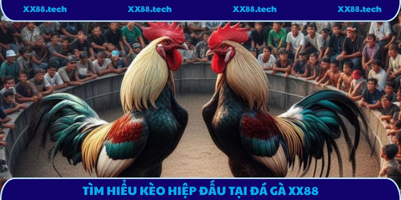 Tìm hiểu kèo hiệp đấu tại đá gà XX88